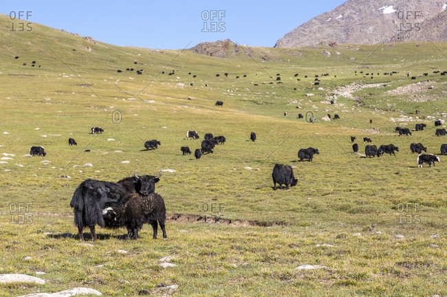 Yak cattle, Song Kol National Park, Kyrgyzstan