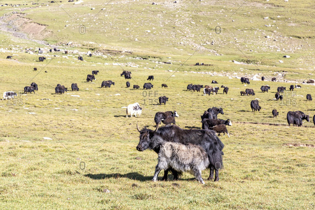 Yak cattle, Song Kol National Park, Kyrgyzstan