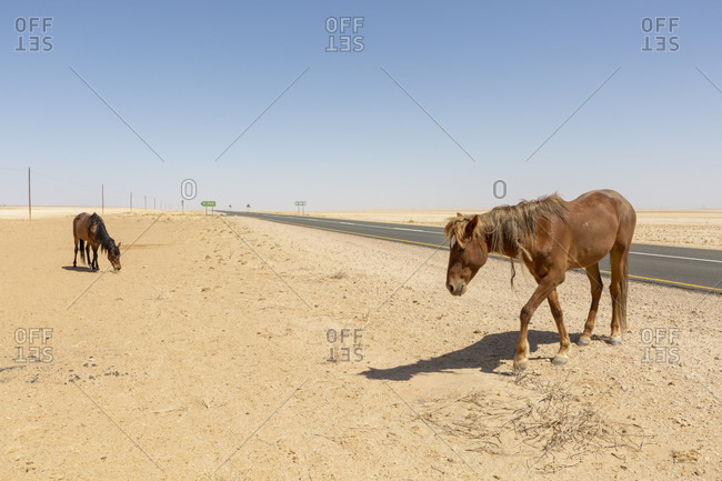 Wild horses of the Namib, Garub, Namibia