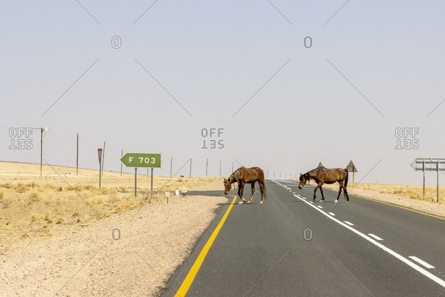 Wild horses of the Namib, Garub, Namibia