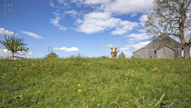 The blue sky with white clouds over Bavaria. A cow in a meadow.