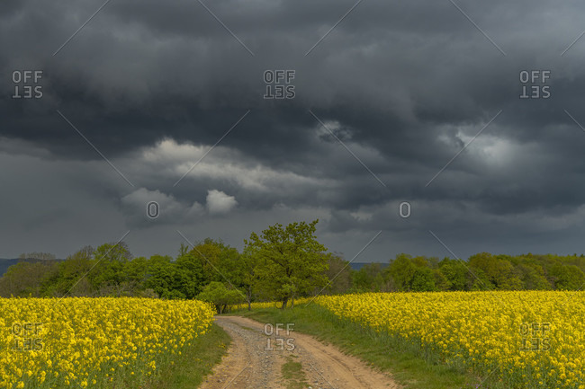 Storm clouds over a rapeseed field with dirt road