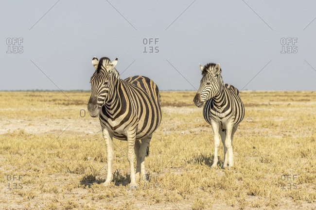 Steppe Zebra, Equus quagga, Etosha National Park, Etosha Pan