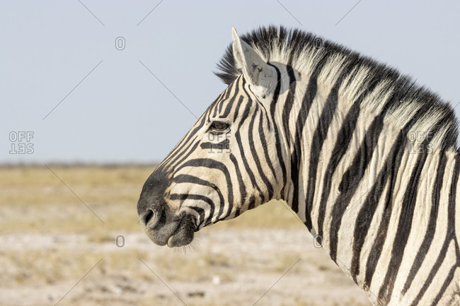 Steppe Zebra, Equus quagga, Etosha National Park, Etosha Pan