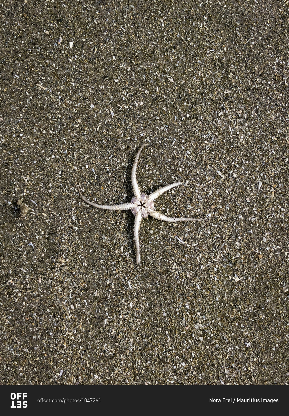 Starfish, North Sea, death, sea, climate change