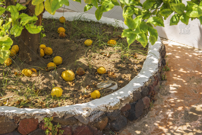 43 Best Pictures Backyard Lemon Tree : How To Prune A Citrus Tree Citrus Gardening Australia Youtube
