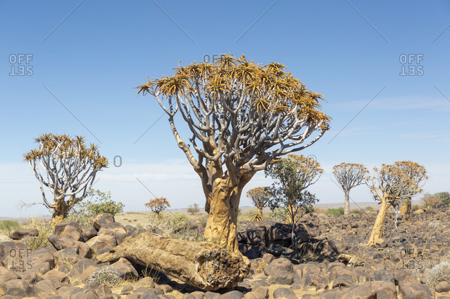 Quiver tree forest, quiver aloes, Keetmanshoop
