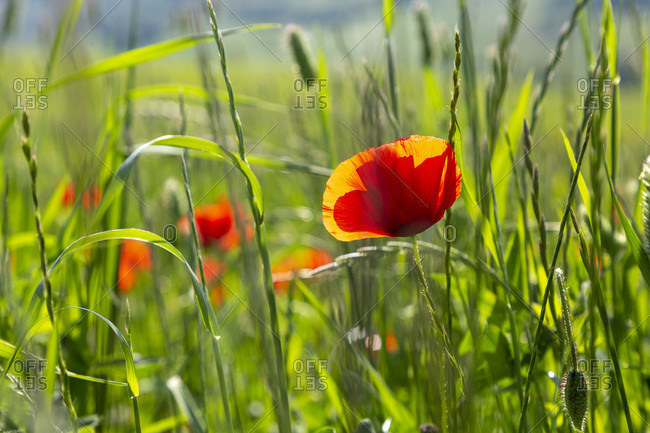 Poppy field in Tuscany, Italy