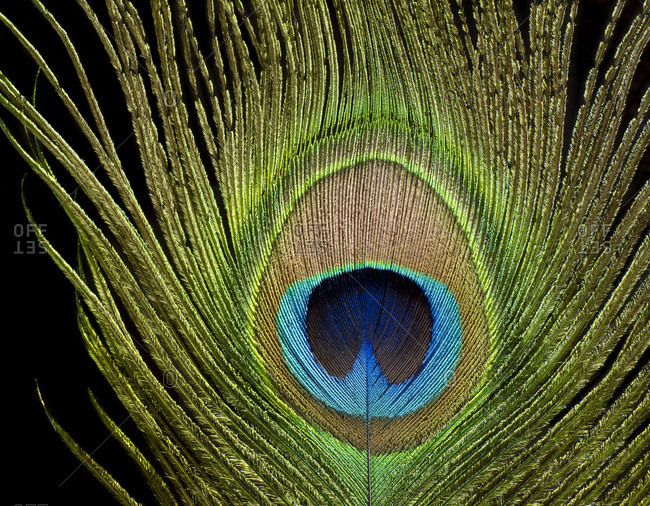 Peacock eye, peacock feather, close-up against black background stock ...