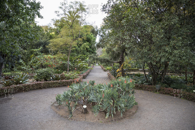 Path in the botanical garden, Puerto de la Cruz, Tenerife, Canary Islands, Spain