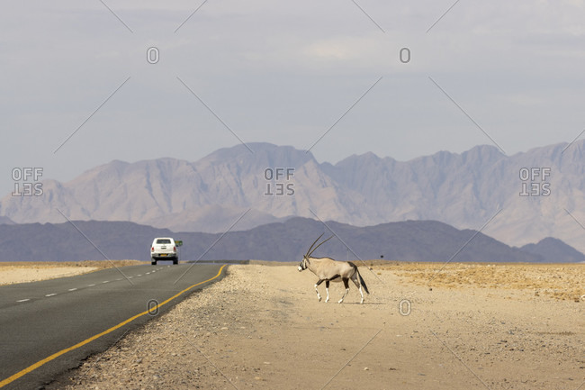 Oryx, Oryx, Sossusvlei, Namib Desert