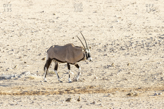 Oryx, Oryx, in Namib countryside