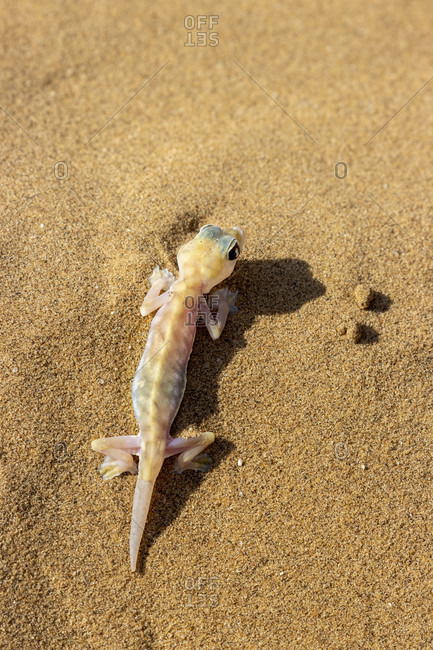 Namib gecko, also swimming gecko, Palmato gecko, Palmatogecko rangei, geckkonidae, Living Dunes Experience, Swakopmund, Namibia
