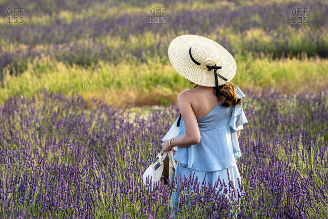 Lavender field, Valensole, Alpes-de-Haute-Provence, Provence-Alpes-C�te d'Azur Region, France