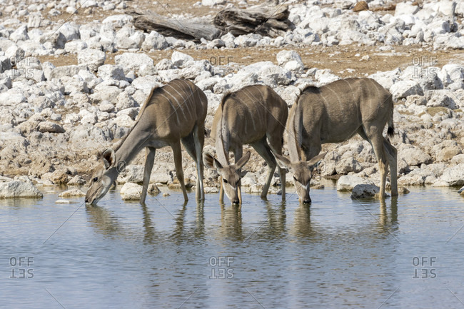 Great Kudu, Strepsiceros, Etosha National Park, Etosha Pan