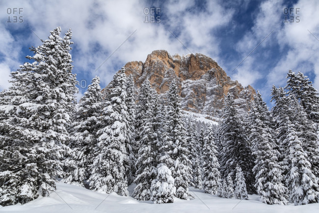Glimpse of the Tofana di Rozes among the snowy trees after a snowfall, Dolomites, Cortina d'Ampezzo, Belluno, Veneto, Italy