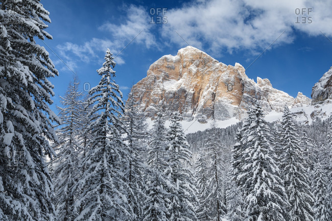 Glimpse of the Tofana di Rozes among the snowy trees after a snowfall, Dolomites, Cortina d'Ampezzo, Belluno, Veneto, Italy