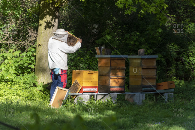 Germany, Saxony-Anhalt, Magdeburg, beekeepers inspect honeycombs.