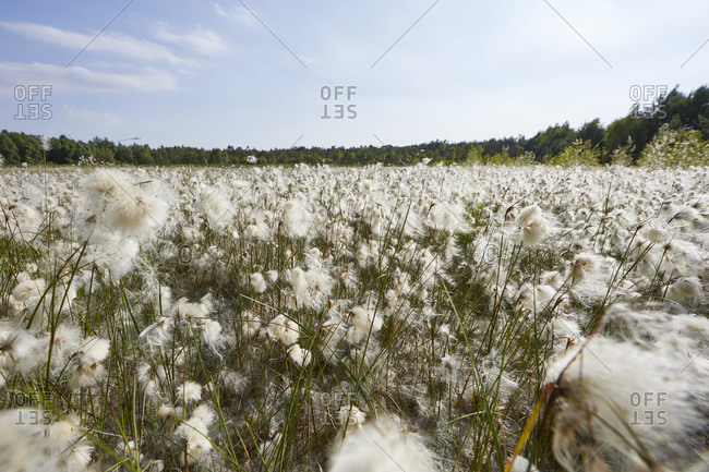Germany, Mecklenburg-West Pomerania, bog, cotton grass, blossom