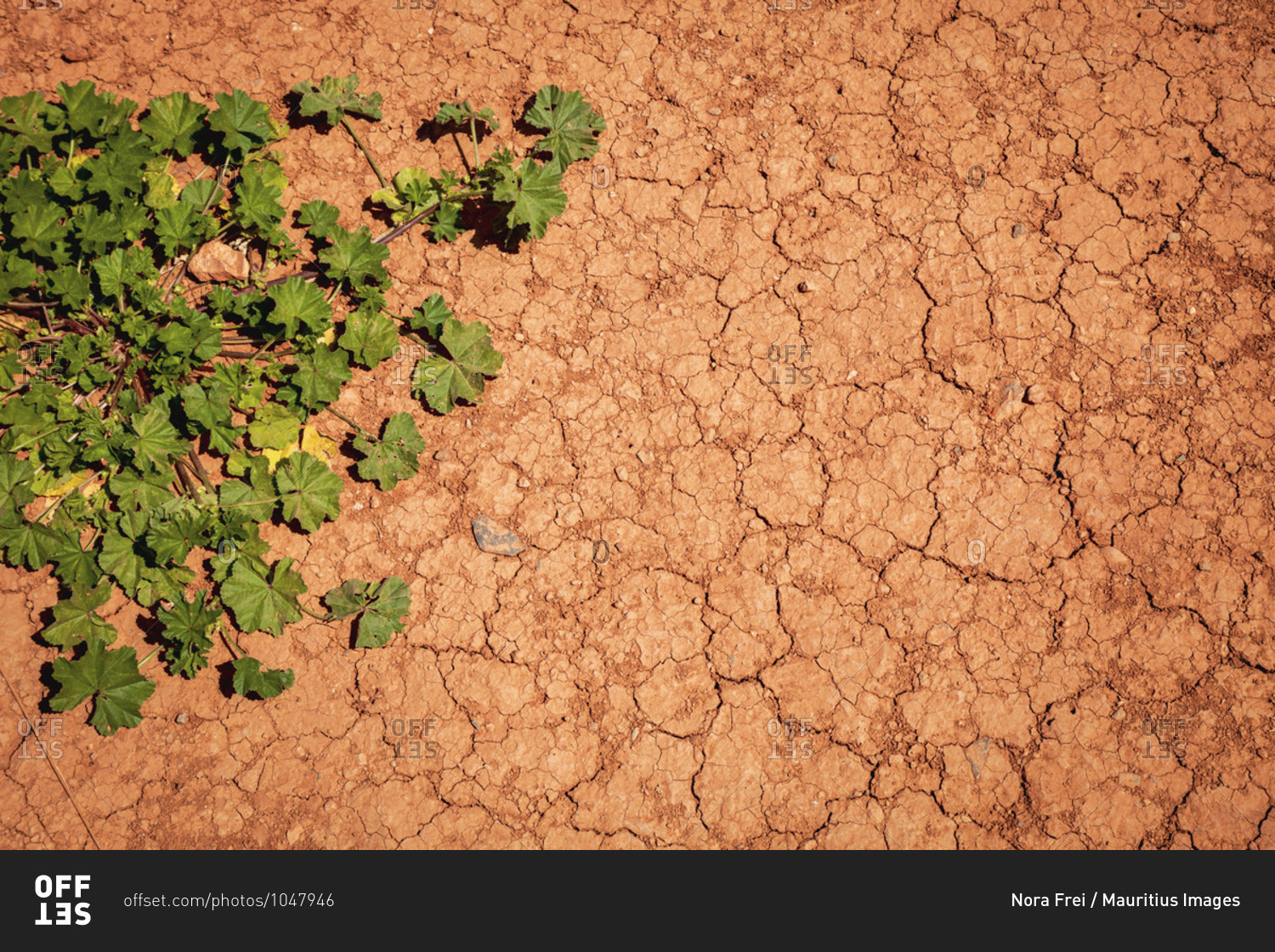 Drought, climate change, plants, nature conservation,
sustainability stock photo - OFFSET