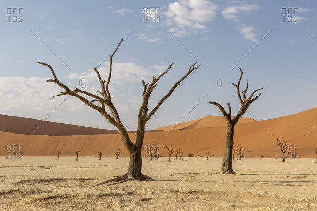 Dead Vlei, Sossusvlei, sand dunes, Namib desert