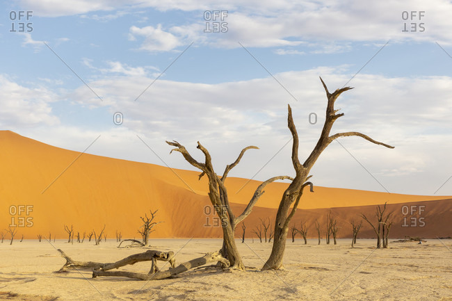 Dead Vlei, Sossusvlei, sand dunes, Namib desert