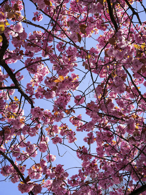 Cherry tree, cherry blossom, blue sky, Hamburg, Germany