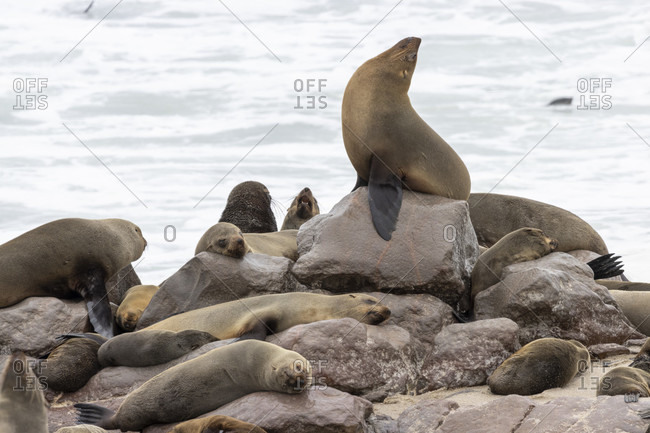 Cape Cross Seal Reserve, Seal Reserve, Cross Cape, Skeleton Coast Park, Namibia
