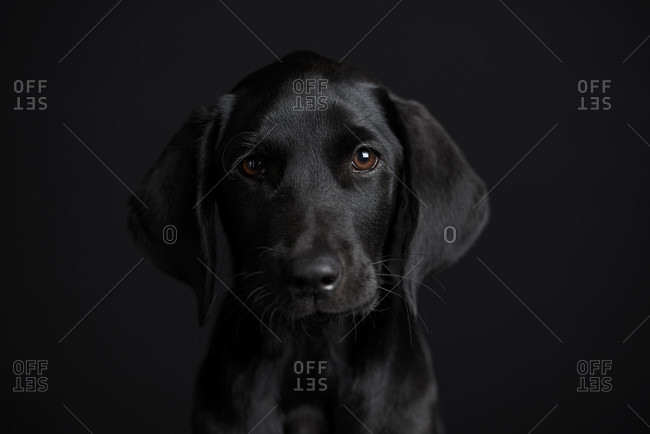 Black dog, puppy, labrador, photo studio