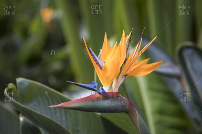 Bird of paradise flower (Strelitzia reginae), botanical garden, Puerto de la Cruz, Tenerife, Canary Islands, Spain