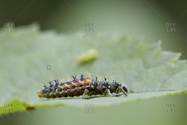 Asian ladybug, harmonia axyridis, larva