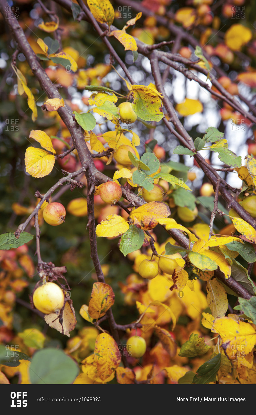 Apple tree, fruits, harvest time, autumn, autumn leaves