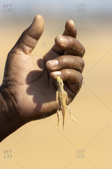 Anchietas dune lizard, desert lizard, sand diving lizard, shovel snouted lizard, Meroles anchietae, Lacertidae, Living Dunes Experience, Swakopmund, Namib-Naukluft National Park, Namibia