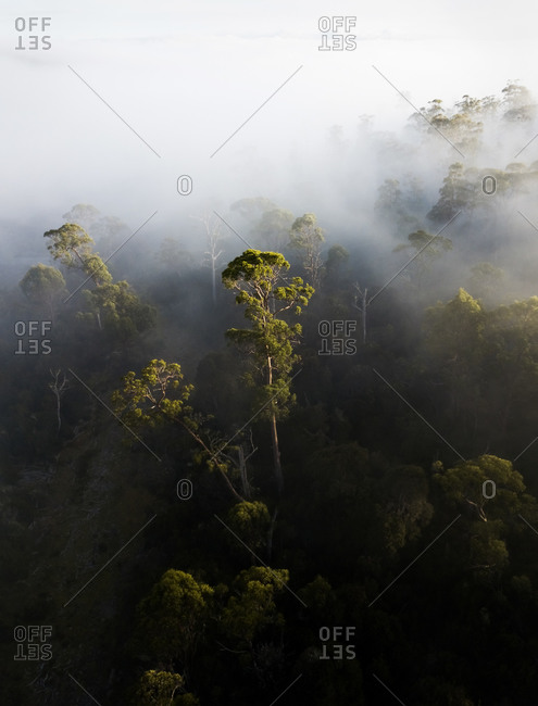 Aerial view of sunrise rays shining through foggy trees in forest of Western Tasmania, Australia