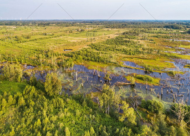 Aerial view of drowned trees, nature reserve Amtsvenn (Aamsveen), Ahaus, Nordrhein-Westfalen, Germany (photographed from the Netherlands)