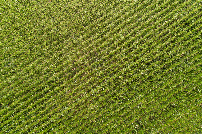 Abstract aerial view of corn field, Twente, Overijssel, The Netherlands