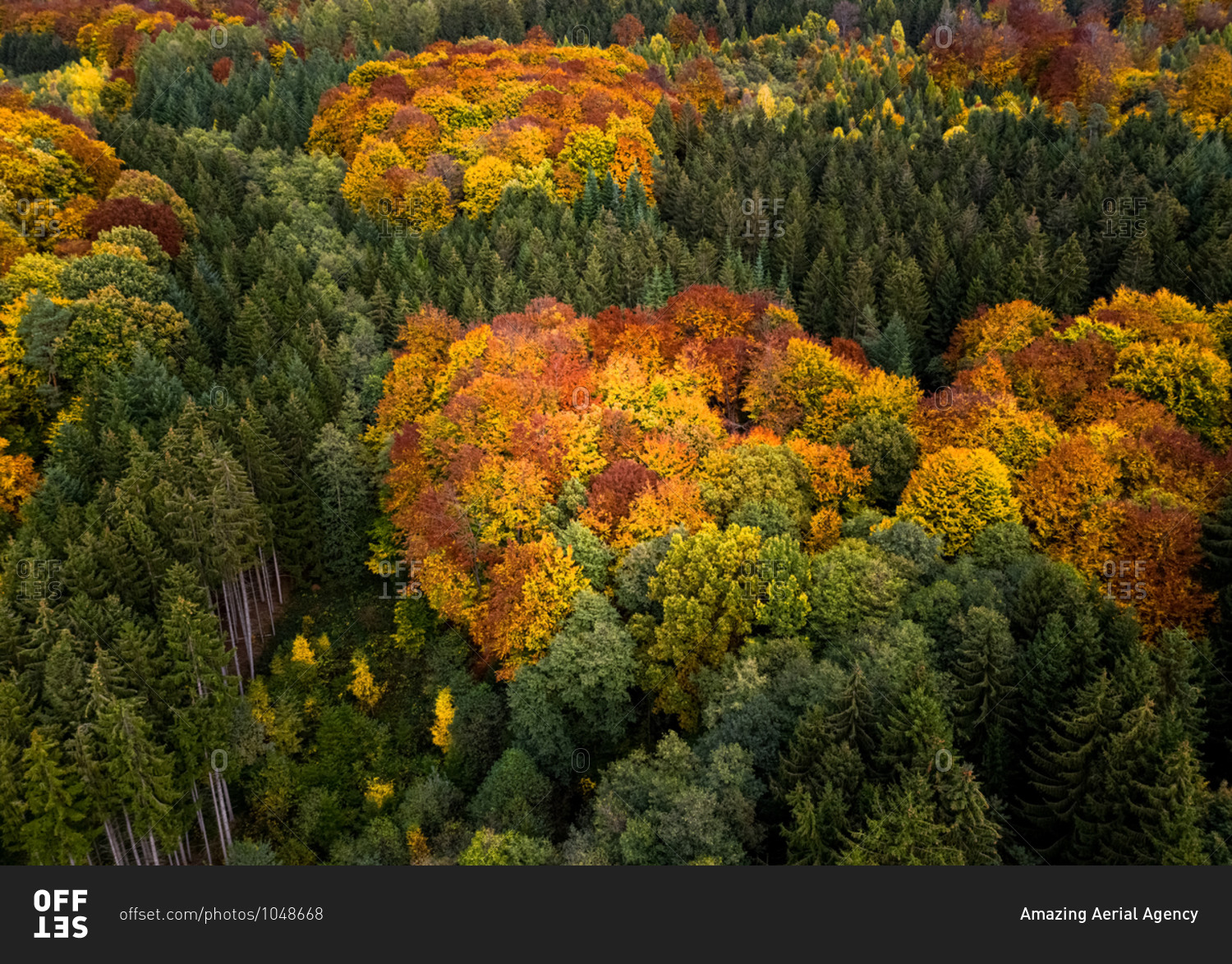 Aerial view of an autumn landscape with  trees.
