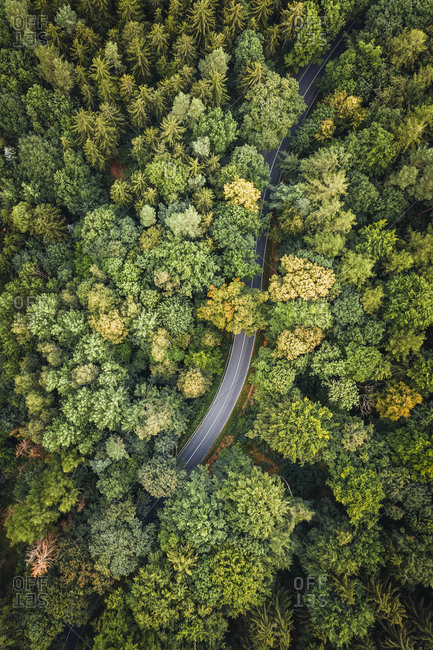 Aerial view of a group of dead trees in the middle of the forest in National Schweiz, Germany.