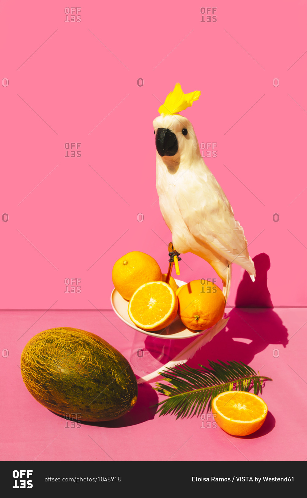 Funny parrot sitting on orange fruit against pink background
