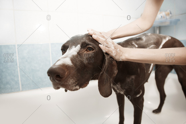 Woman washing and grooming her dog in the bathtub