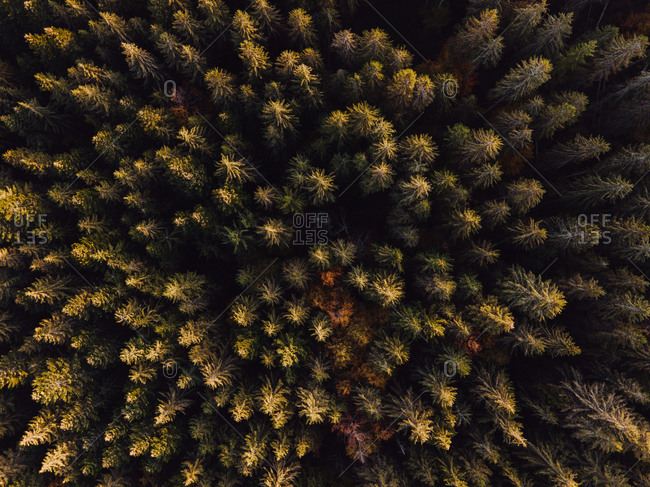Aerial view over a dense autumn forest with evergreens