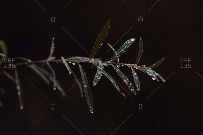 Close up of water droplets on a leafy branch