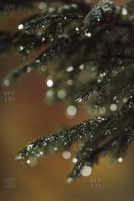 Branches on a pine tree with water droplets up close