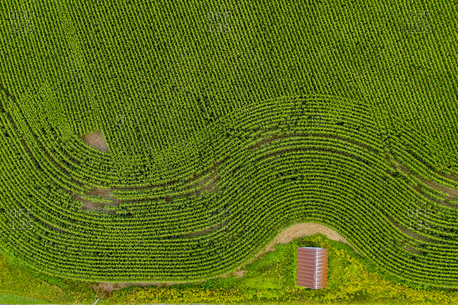 Barn on the edge of a green cornfield in Starksboro, Vermont viewed from above