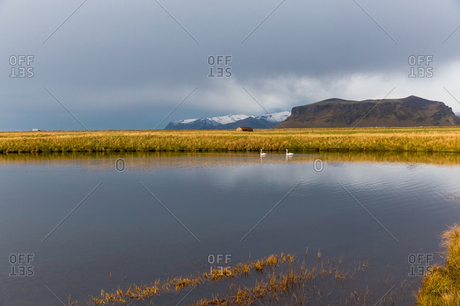 Swans swimming in pond on icelandic countryside