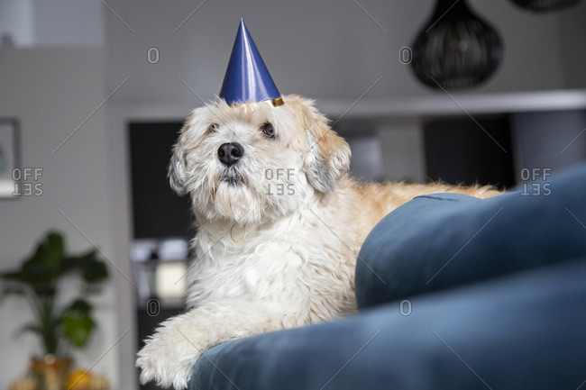 A male havanese celebrates his birthday on the couch