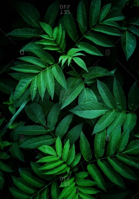 Green plant leaves in the gardenm, abstract textured green background