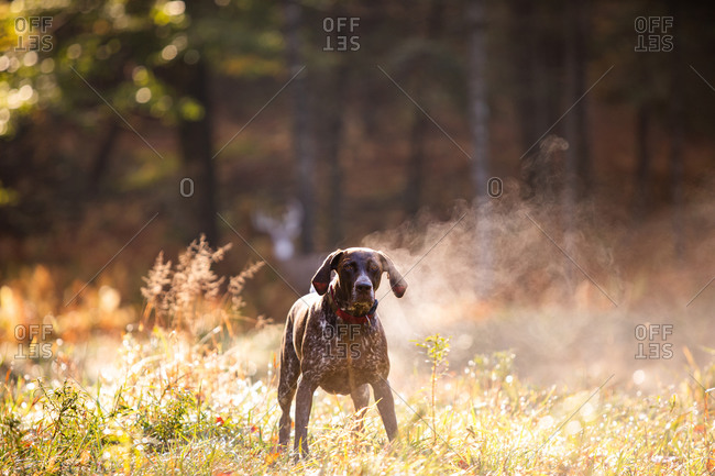 German shorthaired pointer hunting with steam rising on cold morning
