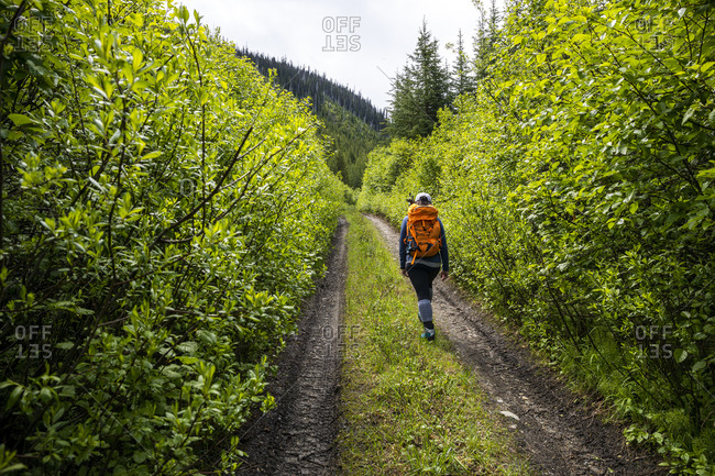 Traveler walking along path through lush green forest during hike
