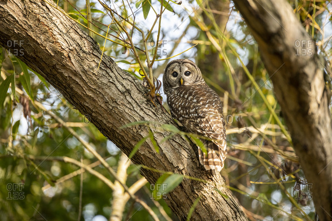 Portrait of a wild barred owl in Victoria, British Columbia